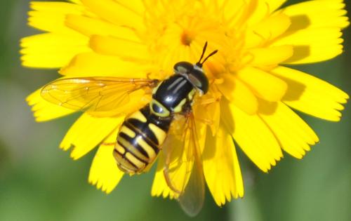 Chrysotoxum verralli
